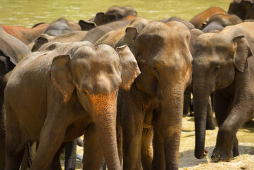 Herd of elepants in water