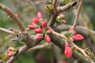 the first red flower buds in spring on a quince bush