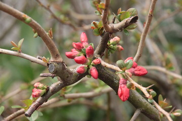 the first red flower buds in spring on a quince bush