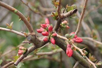 the first red flower buds in spring on a quince bush