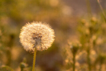 Fluffy luminous round dandelion in the grass illuminated by the setting sun. Summer mood concept. The concept of freedom, dreams of the future, tranquility