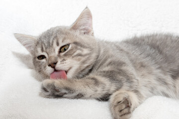 A gray striped little kitten licks its paw while lying on a white blanket. The kitten washes itself with its tongue. Cat hygiene. pet care