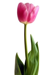 pretty pink tulips isolated close up