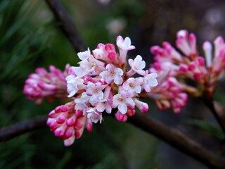 pink flowers of viburnum farreri in the garden at spring