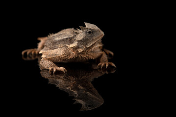 Related to Giant horned lizard isolated on black background