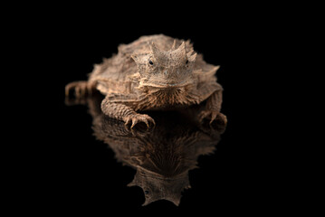 Related to Giant horned lizard isolated on black background