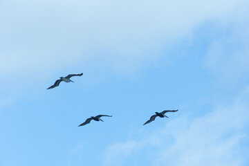 Silhouettes of birds against the sky. Seagulls soar on high. Birds in the sky.
