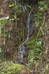 Naklejka na ściany i meble small water spring in the jungle mountains of colombia. water flowing out of the earth's interior. pure water flowing down a small waterfall.