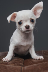 Pedigreed chihuahua doggy with white fur against gray background