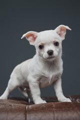 Pedigreed chihuahua doggy with white fur against gray background