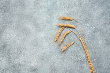Ripe ears of rye on a gray concrete grunge background. Top view, flat lay.