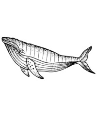 Whale Vector Dot Work