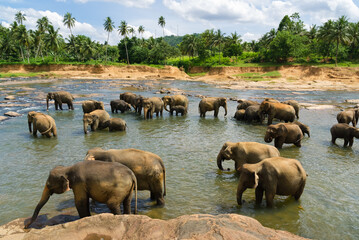 Elephant herd bathing in a river