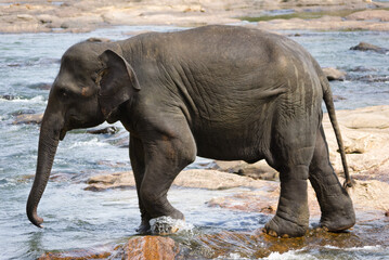 Young elephant playing in water