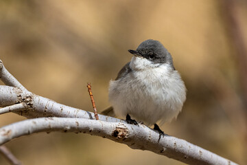 Fototapeta premium Lesser whitethroat (Curruca curruca), Jordan.