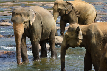 Naklejka na ściany i meble Elephants in water, Sri Lanka