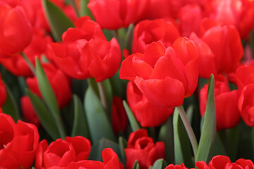 Red tulips in the garden, blurred floral background
