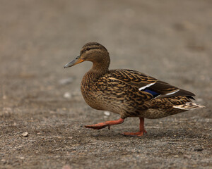 mallard