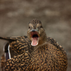mallard