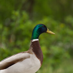 mallard