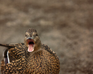mallard