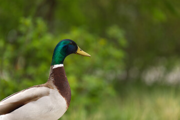 mallard