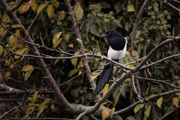 Magpie