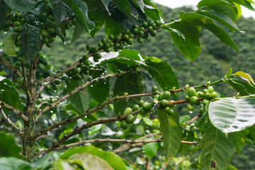 arabica coffee tree (Coffea arabica) branches with green coffee fruits, located in the Colombian coffee region near the city of Pereira.