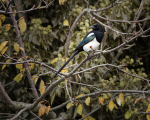 Magpie