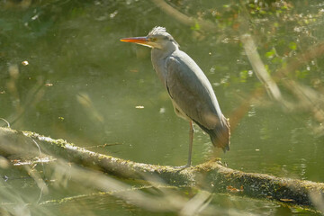 Fischreiher auf einem Ast an einem Teich