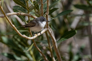 Lesser whitethroat (Curruca curruca), Jordan.