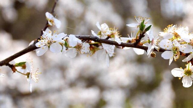 wild cherry blossom in spring in Germany 