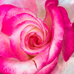 A pink and pale white rose flower, top view closeup