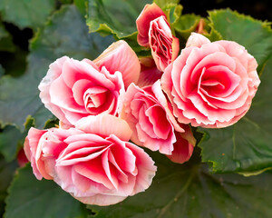 Pink begonia flowers bunch on green foliage background, top view closeup