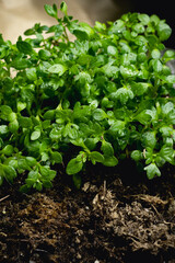 shoots of Saxifraga arendsii flowers. close-up photo