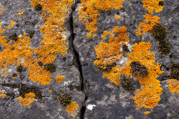 lichen on rock