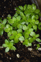 young succulent plants 