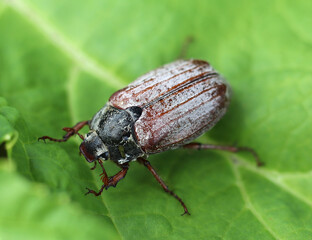 Сockchafer (Melolontha) on a green leaf 