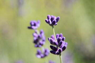 Fototapeta premium lavender flower in the garden