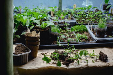transplanting seedlings of violet flowers. bushes with an open root system lie on the windowsill among other seedlings and garden cups and tools