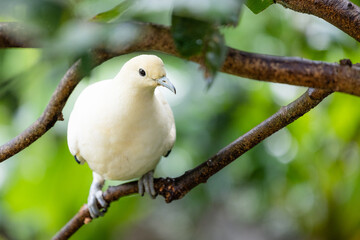 Ducula bicolor stand on the tree bark in zoo park