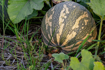 Organic fresh pumpkin growing on the garden close up shot