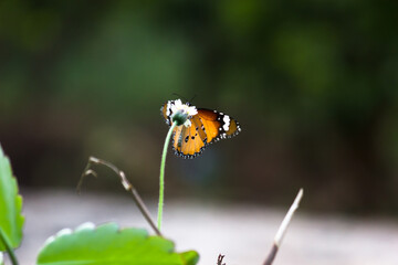 Plain Tiger (Danaus chrysippus) butterflies mating on the flower plant in nature during springtime