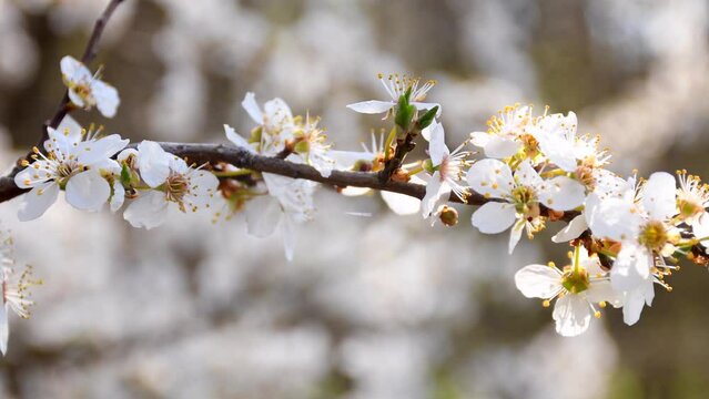 wild cherry blossom in spring in Germany with camera drive