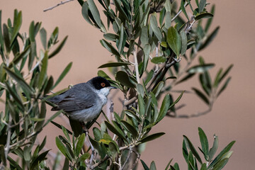 Sardinian warbler (Curruca melanocephala), Jordan