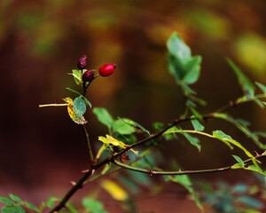 red berries of a currant