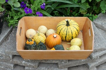 autumn colorful pumpkins draped in a wooden box