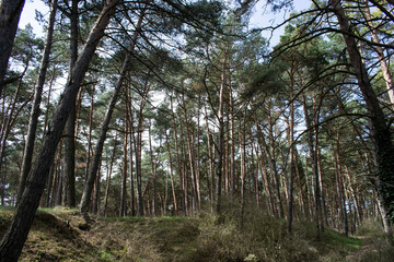Paisaje de bosques de pinos un día soleado.