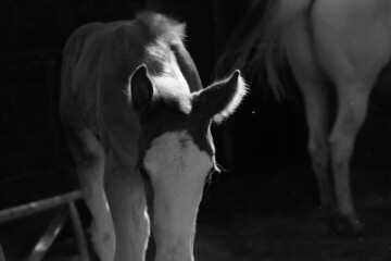 Obraz na płótnie Canvas Foal on horse farm close up in black and white.