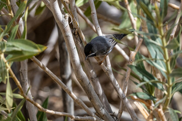 Rüppell's warbler (Curruca ruppeli), Jordan.